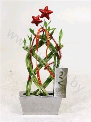 Бамбук Dracaena Бамбук Dracaena