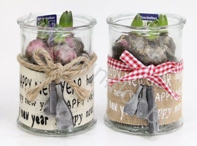 Гиацинт Jute Happy New Year+Hyacint Гиацинт Jute Happy New Year+Hyacint