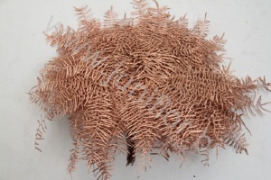 Корал Ферн Бронз Gr Koraal p Bronz
