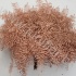 Корал Ферн Бронз Gr Koraal p Bronz
