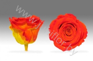 Стабилизированная роза Rose pr BIC-03
