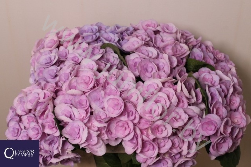 Гортензия Hydrangea Papillon Lila