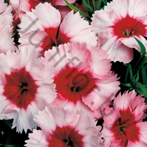 Гвоздика Dianthus Chinensis Parfait Strawberry
