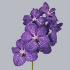 Vanda_Blue_Magic.jpg Орхидея Ванда Vanda Blue Magic