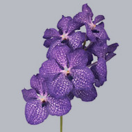 Орхидея Ванда Vanda Blue Magic