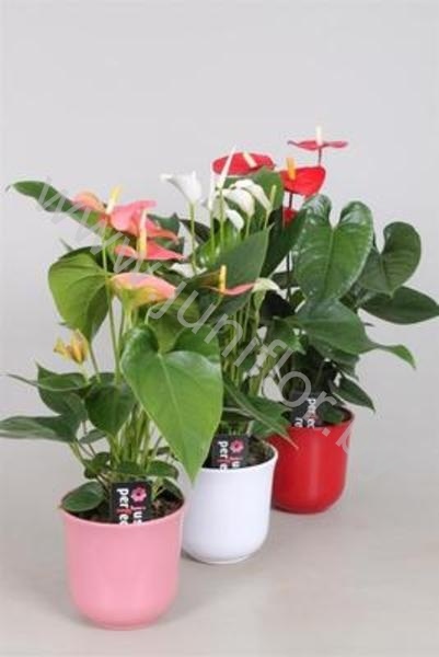 Антуриум XL-Flower Mix In Keramiek