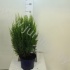 Кипарис Chamaecyparis White Spot Кипарис Chamaecyparis White Spot