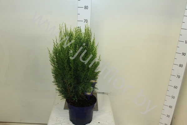Кипарис Chamaecyparis White Spot Кипарис Chamaecyparis White Spot