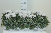 Цикламен Cyclamen Davincy