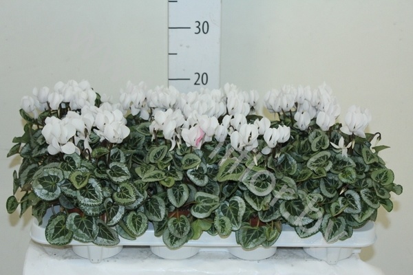 Цикламен Cyclamen Davincy