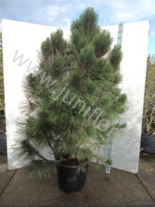 Ель Pinus Pyramidalis