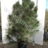 Ель Pinus Pyramidalis Ель Pinus Pyramidalis