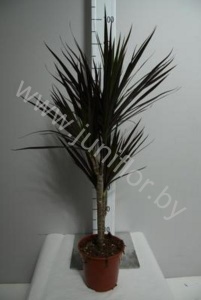 Драцена Dracaena Magenta 30-10