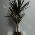 Драцена Dracaena Magenta 30-10 Драцена Dracaena Magenta 30-10