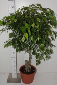 Фикус Ficus Exotica Cylinder