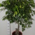 Фикус Ficus Exotica Cylinder Фикус Ficus Exotica Cylinder