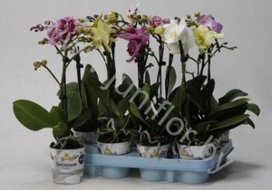 Фаленопсис Phal Kolibri Mix 1 tak