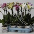 Фаленопсис Phal Kolibri Mix 1 tak Фаленопсис Phal Kolibri Mix 1 tak