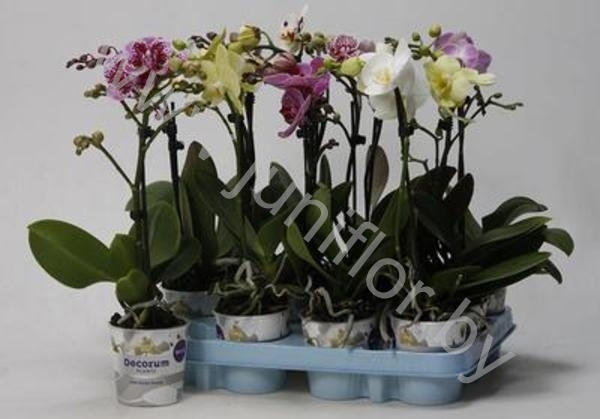Фаленопсис Phal Kolibri Mix 1 tak