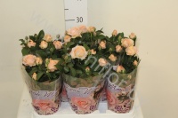 Роза Beaumonde Artic Pink