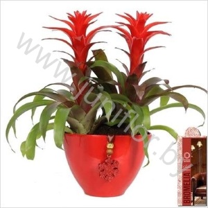 Гузмания Coupe Bora Bora Rood+Hanger