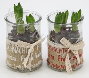 Гиацинт Jute Frohe Weinachten Glass+Hyacint