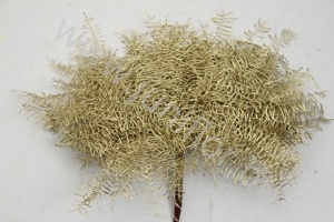 Корал Ферн Голд Gr Koraal p Gold