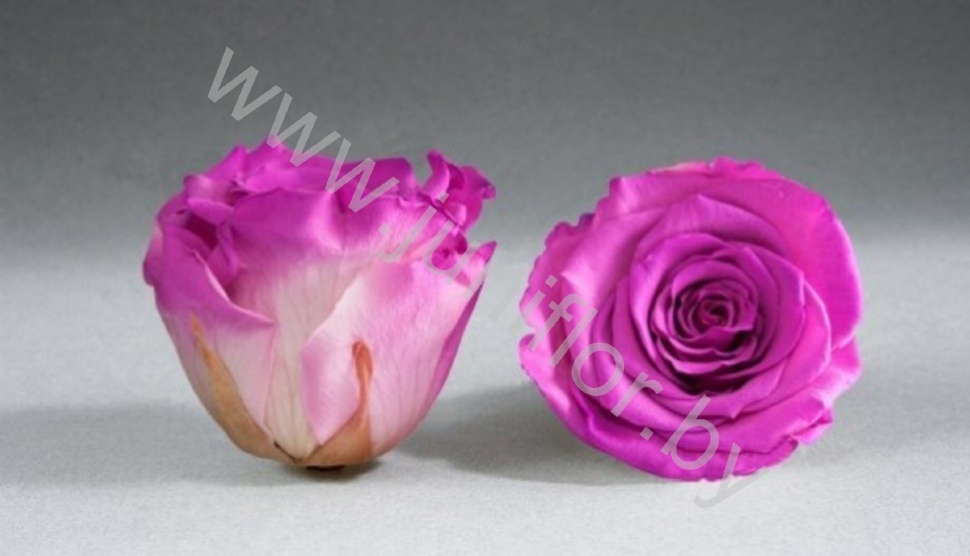 Стабилизированная роза Rose pr BIC-05