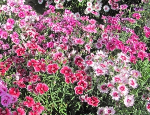 Гвоздика Dianthus Hybridus Mix