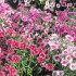 Гвоздика Dianthus Hybridus Mix Гвоздика Dianthus Hybridus Mix