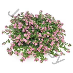 Сутера Бакопа Sutera Cordata Pink
