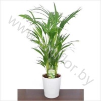 Арека In Riga Keramiek