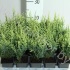 Кипарис Chamaecyparis White Spot
