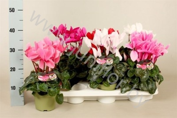 Цикламен Cyclamen F1 Gemengd (#30-32)
