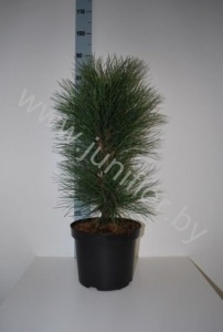 Ель Pinus Pyramidalis