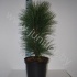 Ель Pinus Pyramidalis Ель Pinus Pyramidalis