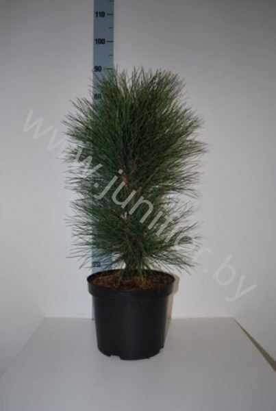 Ель Pinus Pyramidalis