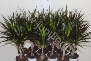 Драцена Dracaena Magenta Enkel Stam