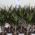 Драцена Dracaena Magenta Enkel Stam Драцена Dracaena Magenta Enkel Stam