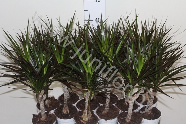 Драцена Dracaena Magenta Enkel Stam