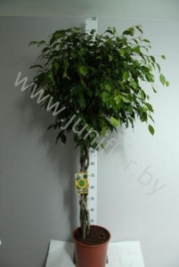 Фикус Ficus Exotica Gevlochten Stam
