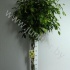 Фикус Ficus Exotica Gevlochten Stam