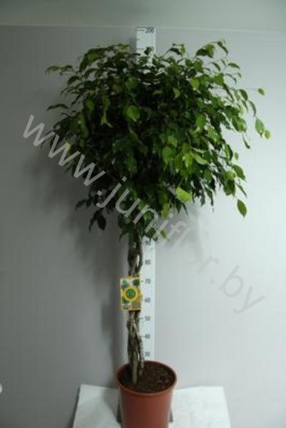 Фикус Ficus Exotica Gevlochten Stam