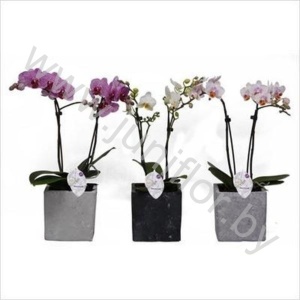 Фаленопсис Phal Kolibri Mix 2 tak Big Stone Po