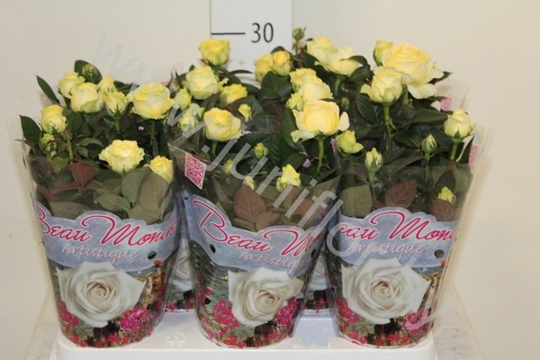 Роза Beaumonde Artic White