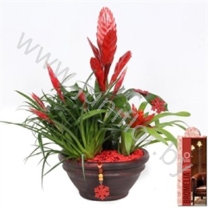 Вризея Coupe Classic 22cm Rood Deluxe