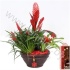 Вризея Coupe Classic 22cm Rood Deluxe Вризея Coupe Classic 22cm Rood Deluxe