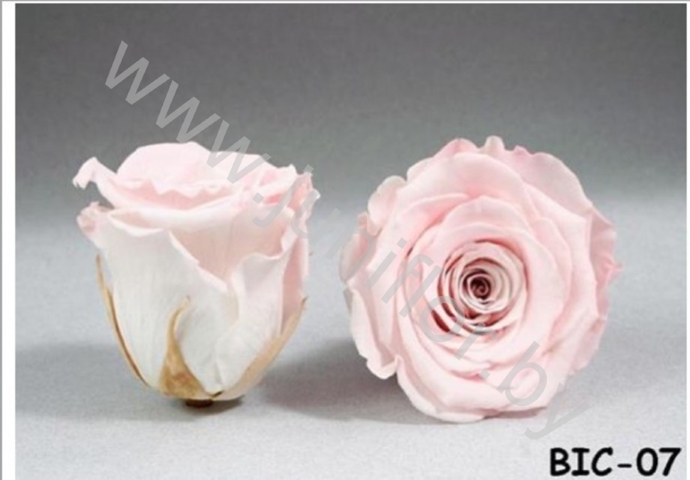 Стабилизированная роза Rose pr BIC-07