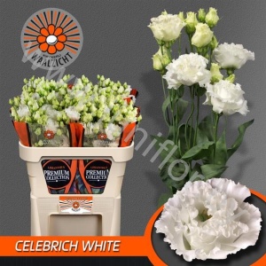 Эустома Lisi du Celebrich White