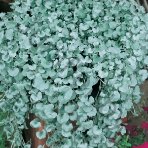 Дихондра Dichondra Argentea Silver Falls 